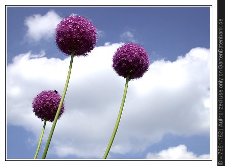 allium.jpg