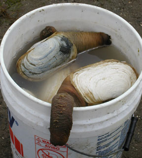 geoduck.jpg
