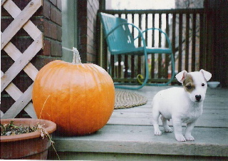 patchhalloween.jpg